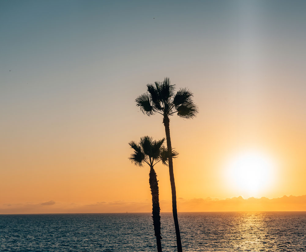 Photo of two palm trees at beach during sunset